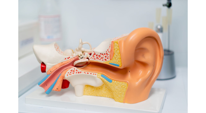 Oreille moyenne : rôle, pathologies et traitements