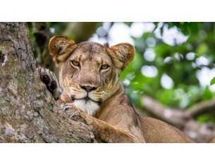       AquaCase de la marque ADVANCED BIONICS
  